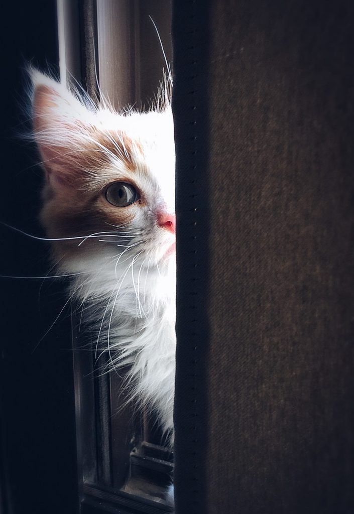 A kitten peers out from behind a wall, only one eye visible.