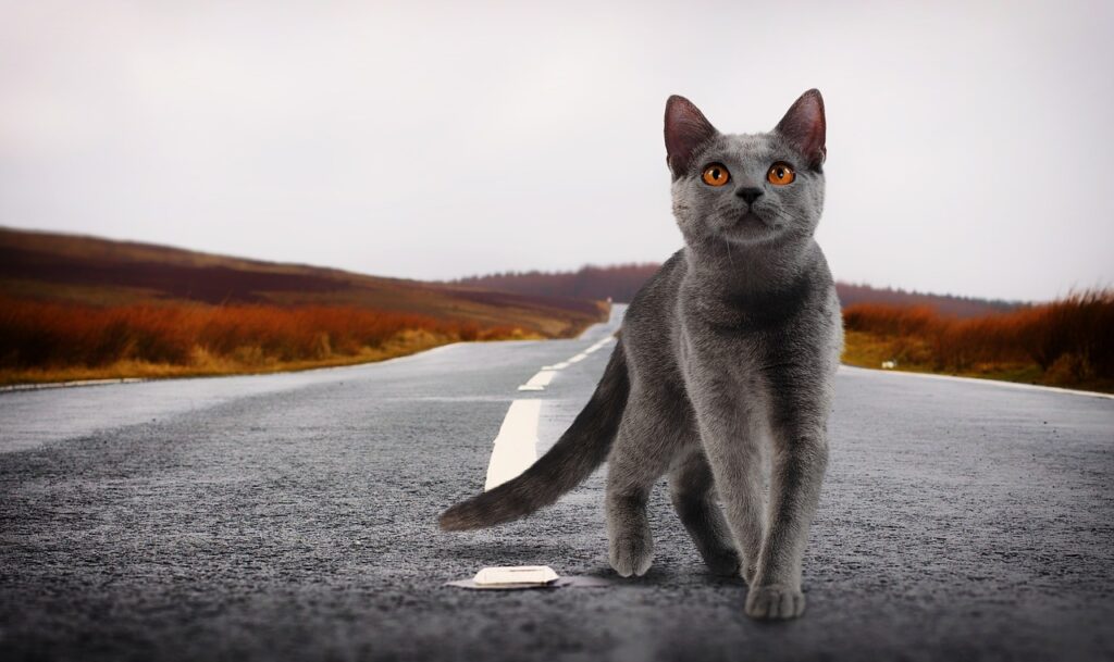 Photograph of a gray cat with orange eyes standing in the middle of an asphalt road. The cat is looking up and moving forward. In the background the sky is overcast and gray and the grass and hills are brown and orange indicating autumn.